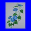 Blue Bindweed postcards