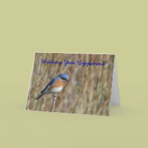 "Blue Bird" cards