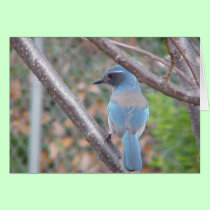 Blue Bird cards by life4paws Blue Bird cards