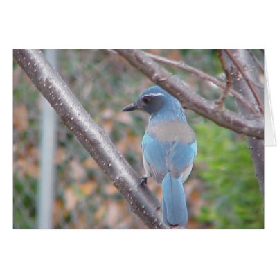Blue Bird Greeting Card by life4paws