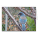 Blue Bird cards by life4paws Blue Bird cards