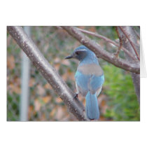 Blue Bird cards