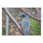 Blue Bird Greeting Card