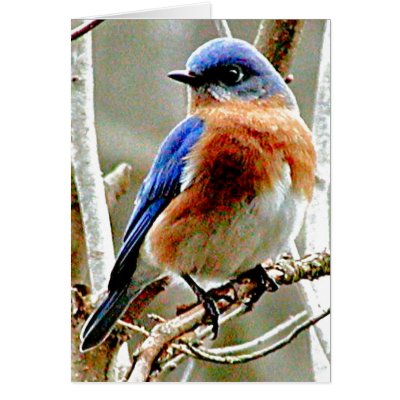 Blue Bird Cards by Trudy2