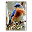 Blue Bird cards by Trudy2 Blue Bird cards