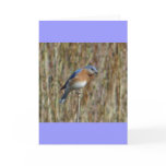 "Blue Bird" Greeting Card