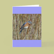 "Blue Bird" cards
