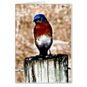 Blue Bird cards