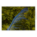 Blue Bird feather found on moss at GUM TREE FARM cards