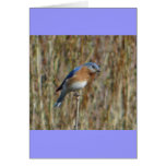 "Blue Bird" Greeting Card