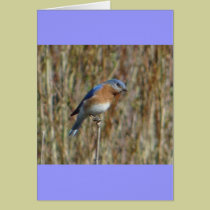 "Blue Bird" cards