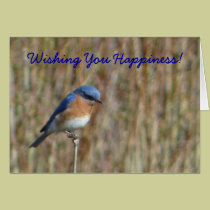 "Blue Bird" cards