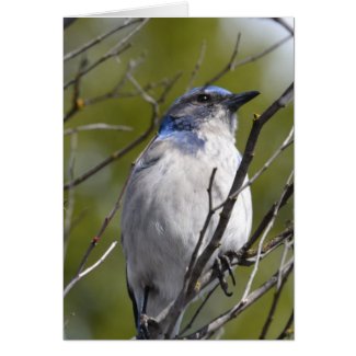 Blue Bird in a Tree