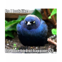 blue bird of happiness t-shirts