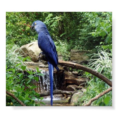 Blue Bird of Paradise Poster by one11bargains