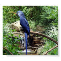 Blue Bird of Paradise posters