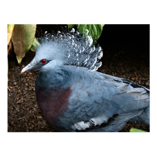 Blue Bird Post Card