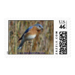 Blue Bird Postage Stamp