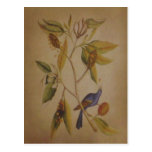Blue Bird ~ Postcard / Invitation postcards