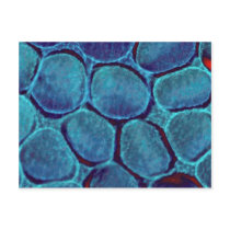 Blue blob cluster postcard