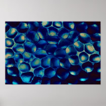 Blue blob cluster poster