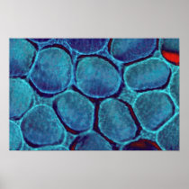 Blue blob cluster posters