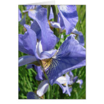 Blue Blue Irises cards