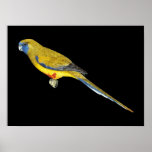 Blue Bonnet Parrot - Northiella haematogaster posters