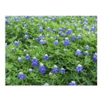 Blue Bonnets postcard postcards