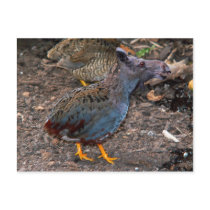 Blue-breasted Quailmoose postcard