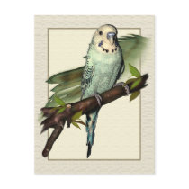 Blue Budgie Art Postcard