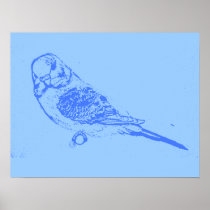 Blue Budgie Poster