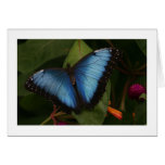 Blue Butterfly Greeting Card