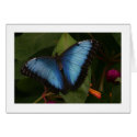Blue Butterfly cards
