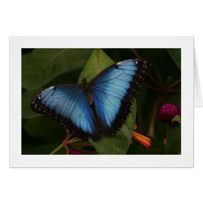 Blue Butterfly Greeting Card by alberthartley