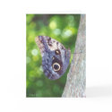 Blue Butterfly cards by StarLily Blue Butterfly cards