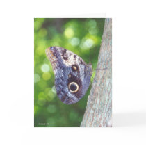 Blue Butterfly cards