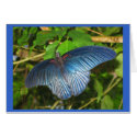 Blue Butterfly Card