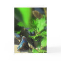 Blue Butterfly card