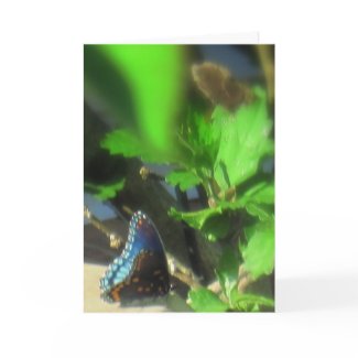 Blue Butterfly card