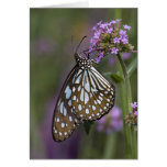 Blue Butterfly Cards