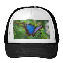 Blue Butterfly Hat