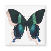 "Blue Butterfly" Insect Watercolor Art magnets by PaulJacksonart "Blue Butterfly" Insect Watercolor Art magnets