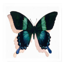 "Blue Butterfly" Insect Watercolor Art posters by PaulJacksonart "Blue Butterfly" Insect Watercolor Art posters