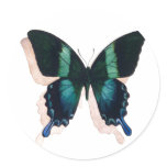 "Blue Butterfly" Insect Watercolor Art "Blue Butterfly" Insect Watercolor Art