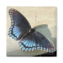 Blue Butterfly magnet