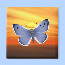 Blue Butterfly magnets
