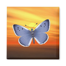 Blue Butterfly magnets by Lidusik Blue Butterfly magnets