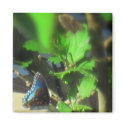 Blue Butterfly Magnet magnet