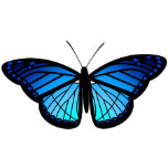 Butterfly Magnets